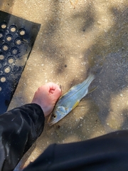 Centropomus parallelus