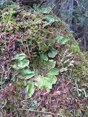 Peltigera britannica