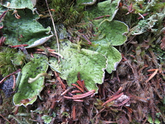 Peltigera britannica
