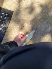 Centropomus parallelus