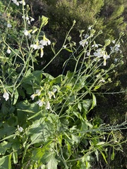 Raphanus raphanistrum