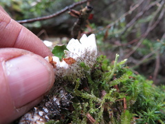 Peltigera britannica