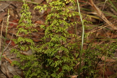 Lindsaea microphylla