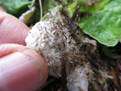 Peltigera britannica