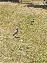 Vanellus chilensis chilensis