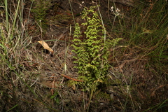 Lindsaea microphylla