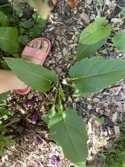 Silphium perfoliatum