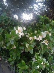 Eucryphia cordifolia