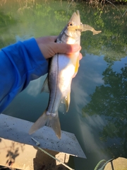 Centropomus parallelus