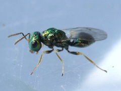 Halticoptera