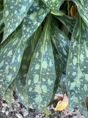 Pulmonaria