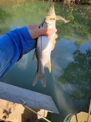 Centropomus parallelus