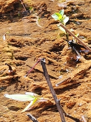 Oxyagrion