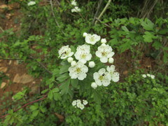Crataegus monogyna