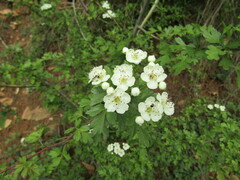 Crataegus monogyna