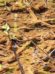 Oxyagrion