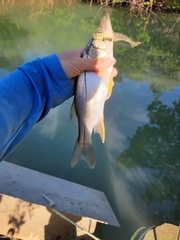 Centropomus parallelus