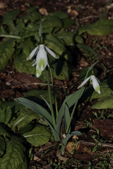 Galanthus