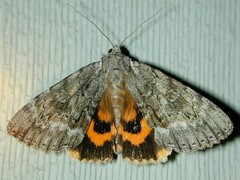 Catocala habilis