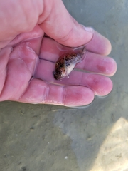 Hypleurochilus geminatus