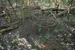 Acromyrmex crassispinus