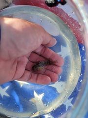 Hypleurochilus geminatus