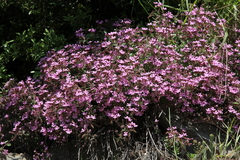 Saponaria ocymoides