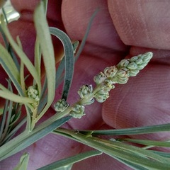 Oligomeris linifolia