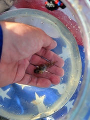 Hypleurochilus geminatus