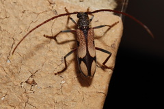 Phoracantha mitchelli