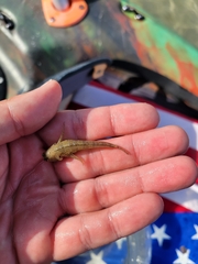 Hypleurochilus geminatus