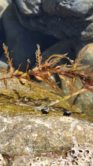 Sargassum horneri