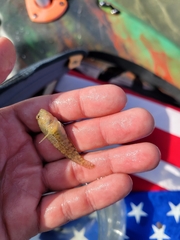 Hypleurochilus geminatus