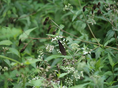 Euploea tulliolus koxinga