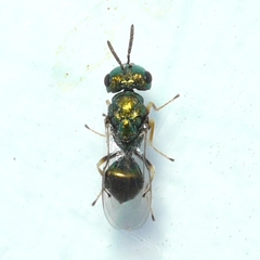 Halticoptera