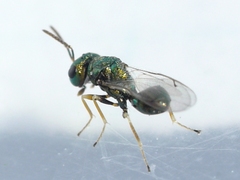 Halticoptera