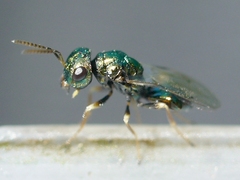 Halticoptera