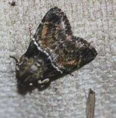 Orthaga atribasalis
