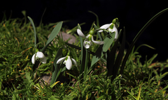 Galanthus gracilis