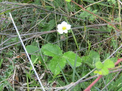 Fragaria moschata