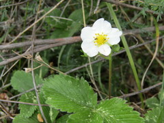 Fragaria moschata