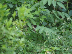 Euploea tulliolus koxinga