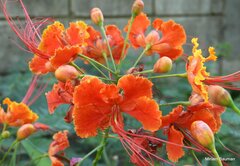 Caesalpinia