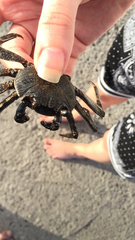 Grapsus