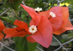 Bougainvillea spectabilis