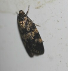 Barea codrella