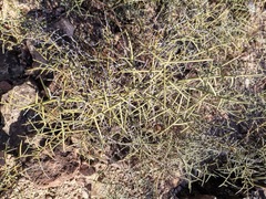 Koeberlinia spinosa