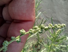 Oligomeris linifolia