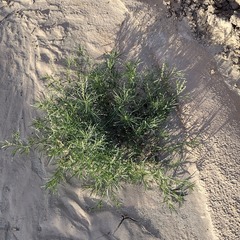 Oligomeris linifolia