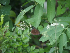 Euploea tulliolus koxinga